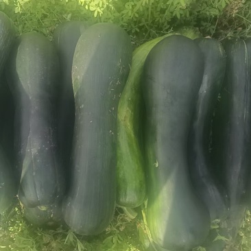 青南瓜，菜南瓜，南瓜条