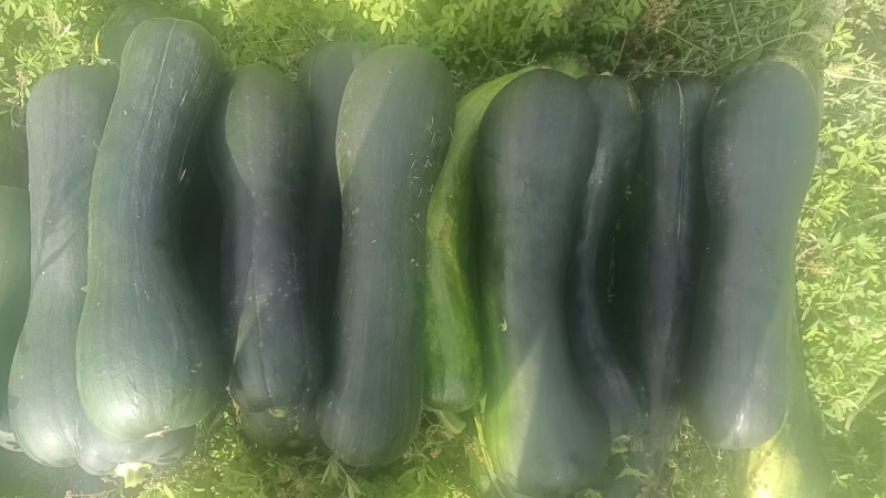 青南瓜，菜南瓜，南瓜条