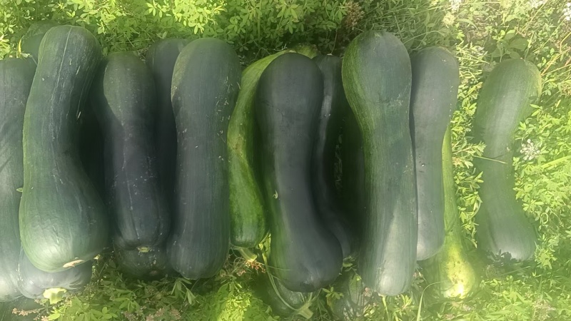青南瓜，菜南瓜，南瓜条