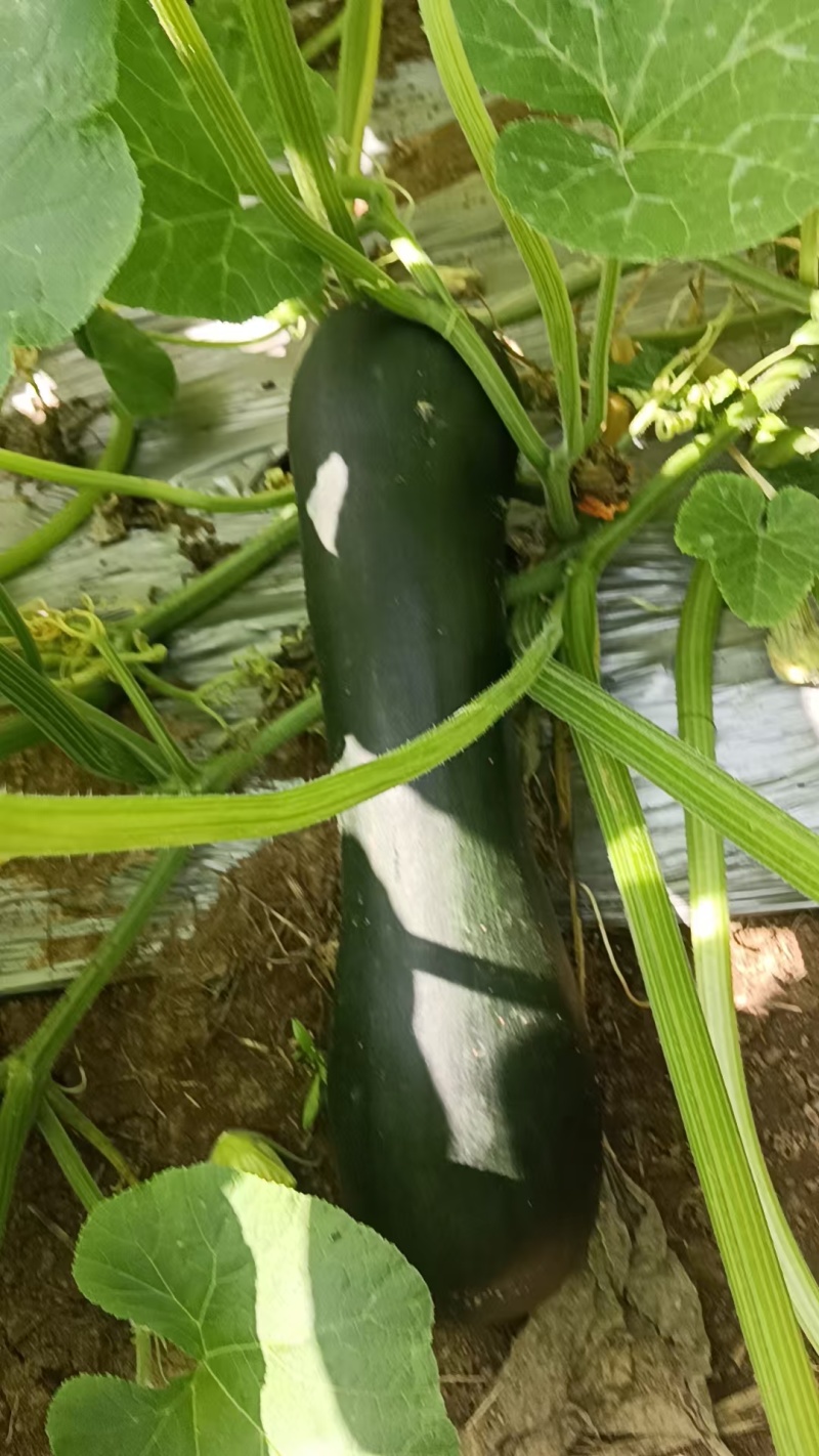 青南瓜，菜南瓜，南瓜条