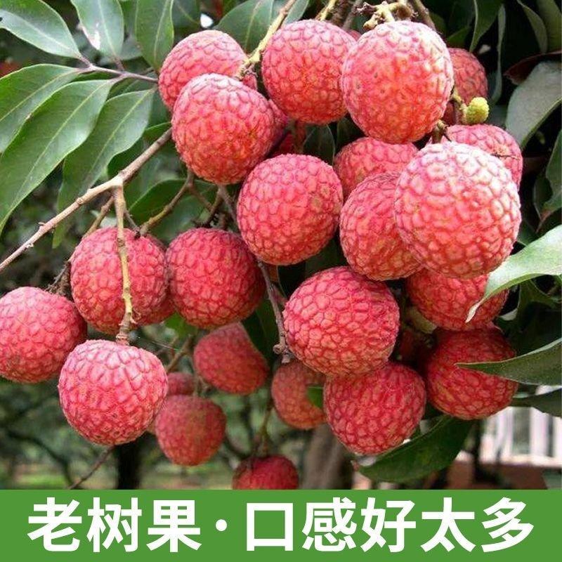 头茬白糖罂荔枝四川荔枝基地直发顺丰包邮供各大电商一件代发