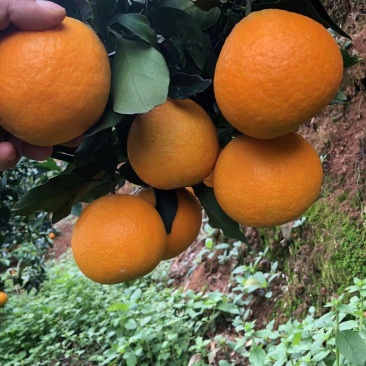 云南高山种植大型基地爱媛果冻橙又称红美人，**各类商超。