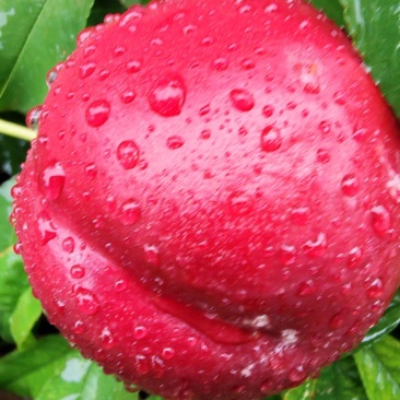 46-8油桃甜度高，硬度好耐运输，下雨拍的照片