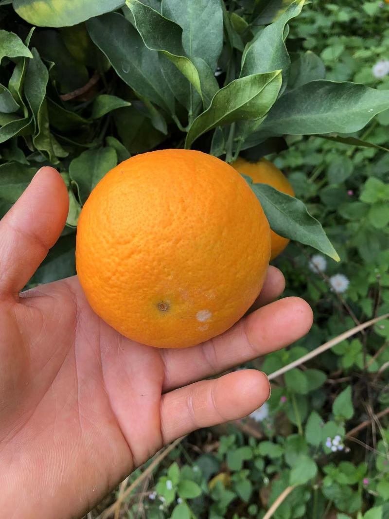 云南高山种植大型基地爱媛果冻橙又称红美人，**各类商超。
