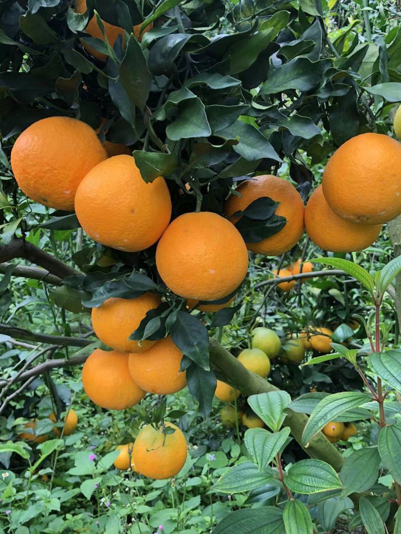 云南高山种植大型基地爱媛果冻橙又称红美人，**各类商超。