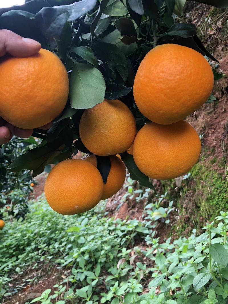 云南高山种植大型基地爱媛果冻橙又称红美人，**各类商超。