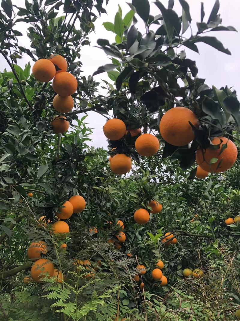 云南高山种植大型基地爱媛果冻橙又称红美人，**各类商超。