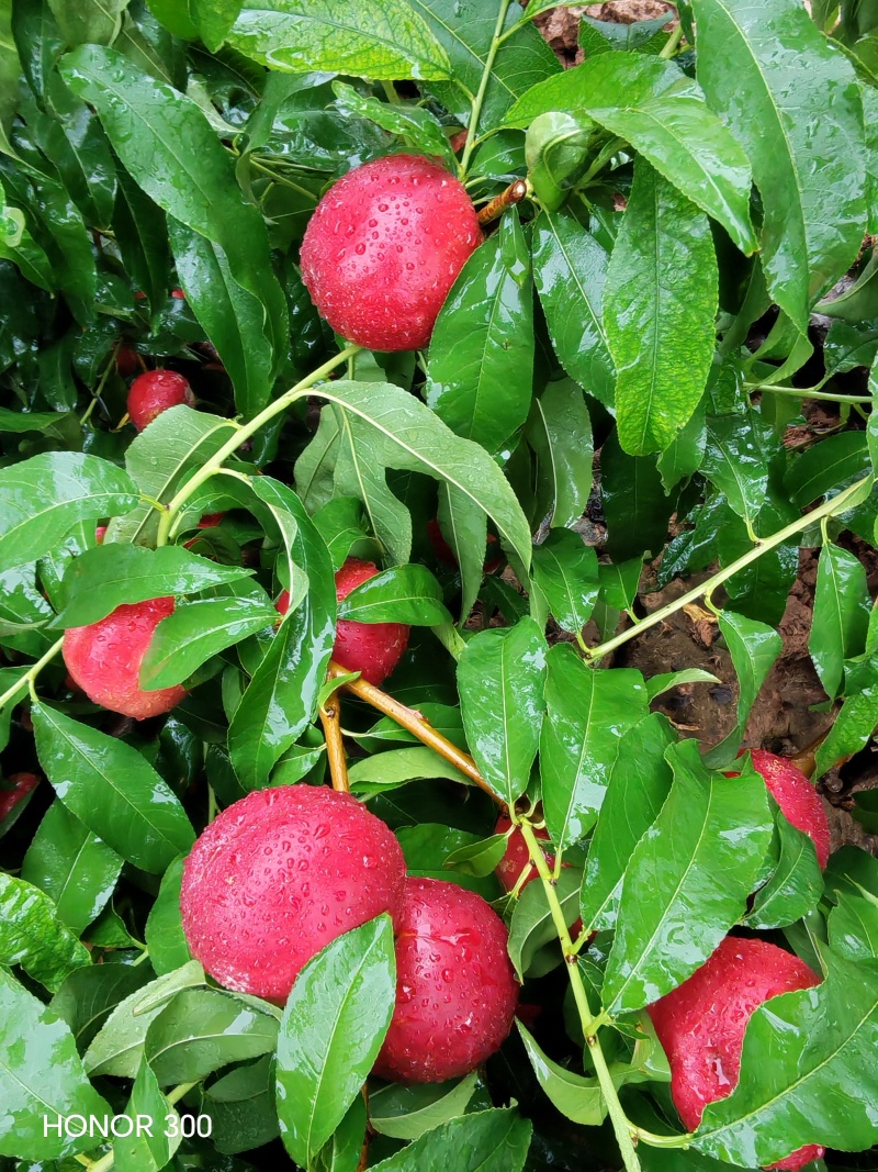 46-8油桃甜度高，硬度好耐运输，下雨拍的照片