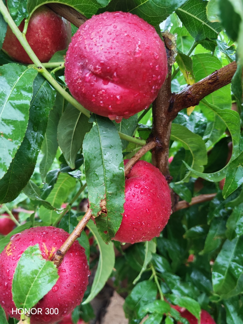 46-8油桃甜度高，硬度好耐运输，下雨拍的照片