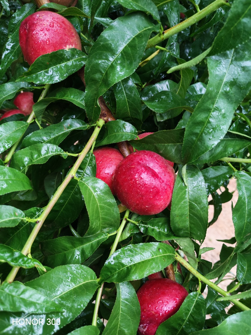 46-8油桃甜度高，硬度好耐运输，下雨拍的照片