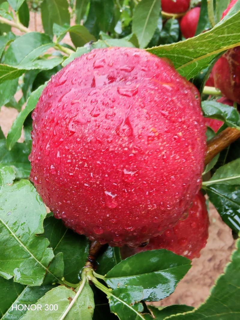 46-8油桃甜度高，硬度好耐运输，下雨拍的照片
