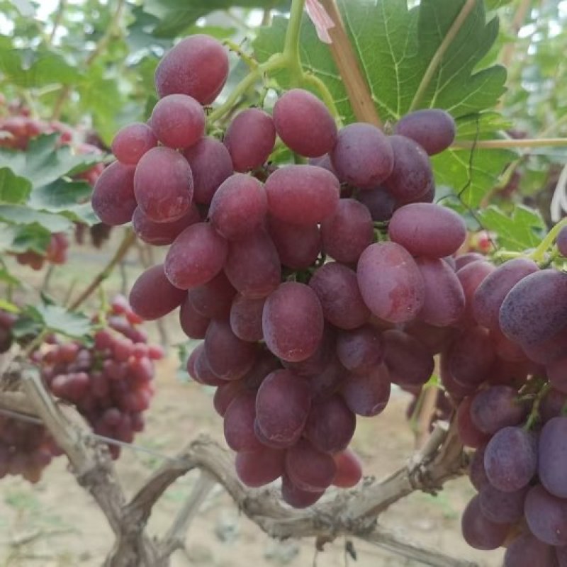 冠县巨圣葡萄，红提葡萄，质量保证，价格实惠，