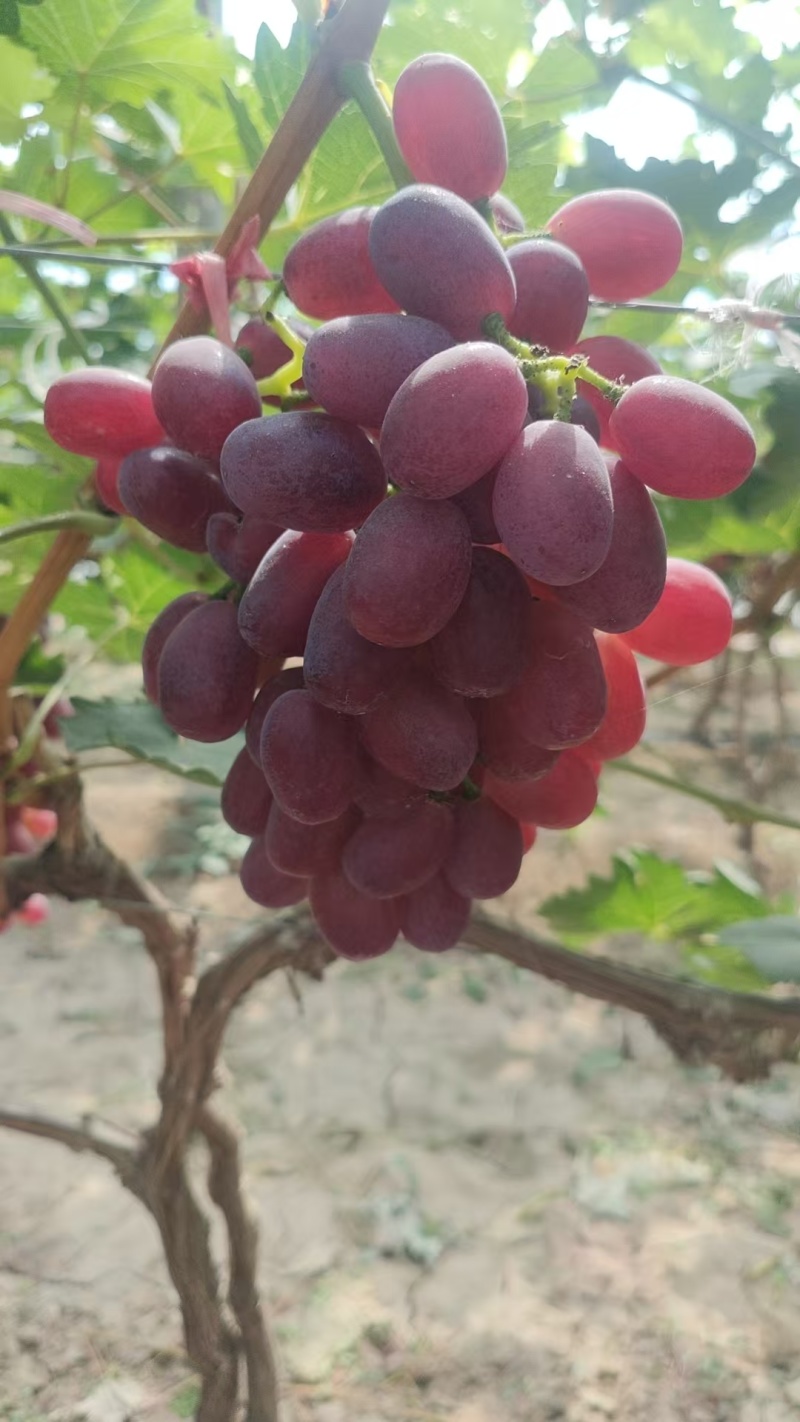 冠县巨圣葡萄，红提葡萄，质量保证，价格实惠，