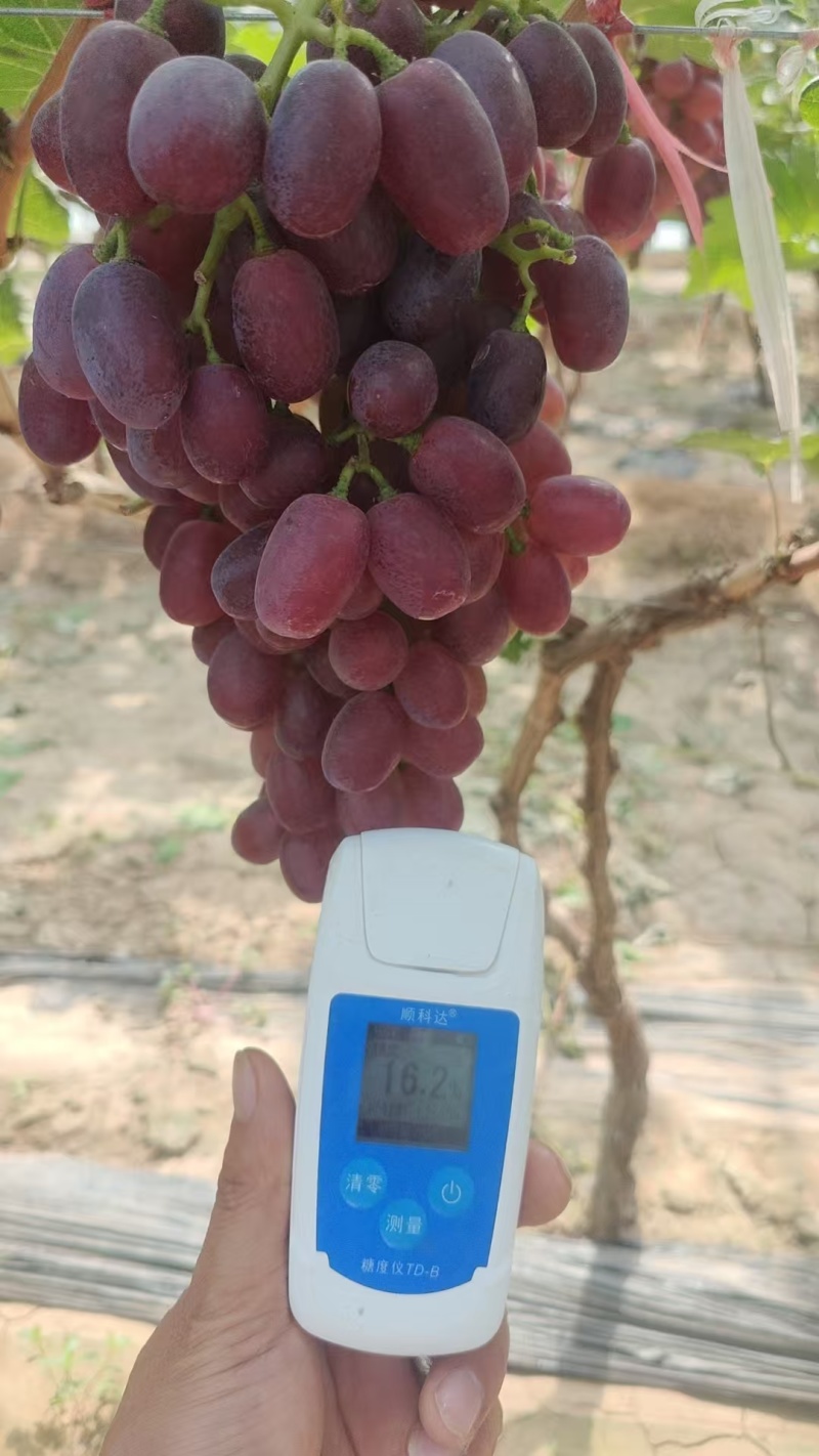 冠县巨圣葡萄，红提葡萄，质量保证，价格实惠，