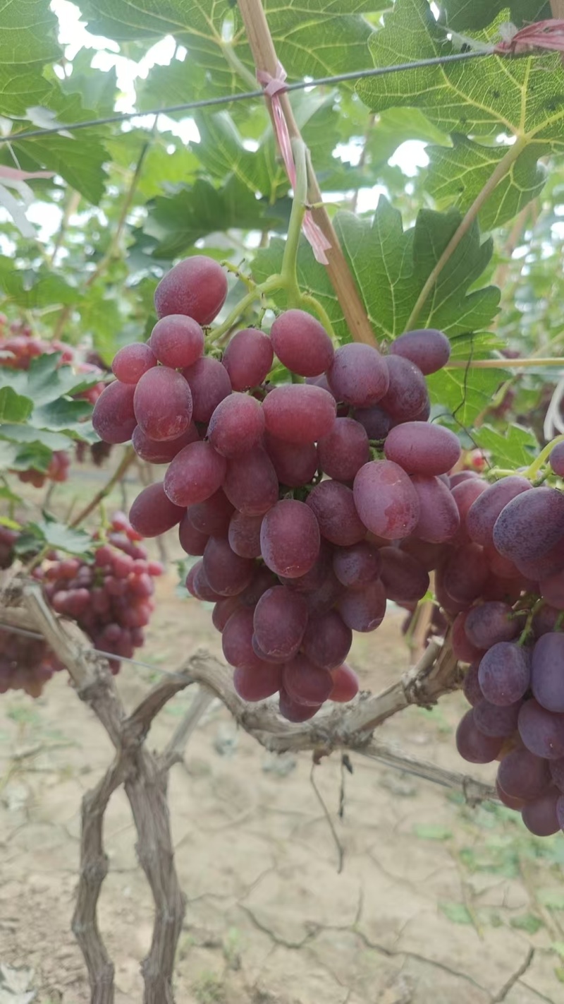 冠县巨圣葡萄，红提葡萄，质量保证，价格实惠，