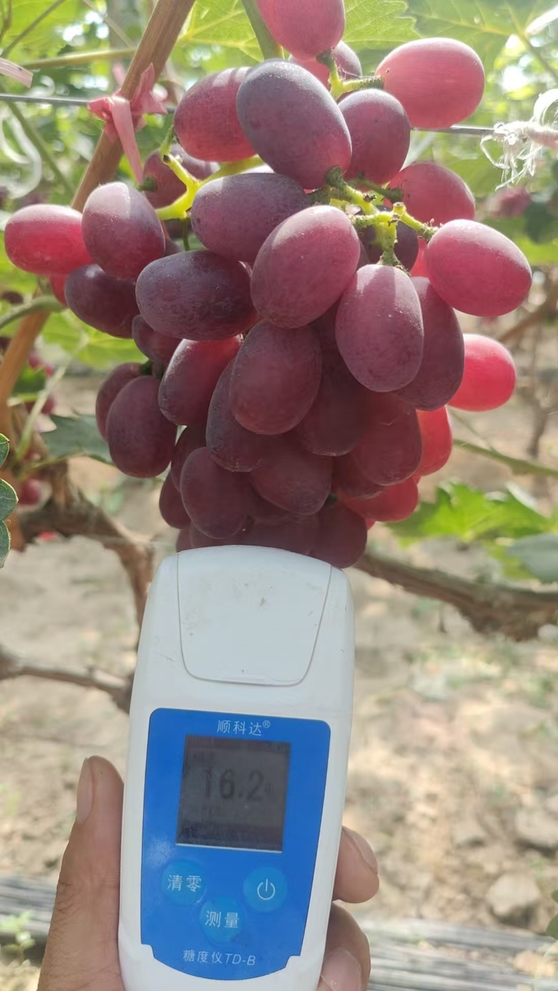 冠县巨圣葡萄，红提葡萄，质量保证，价格实惠，