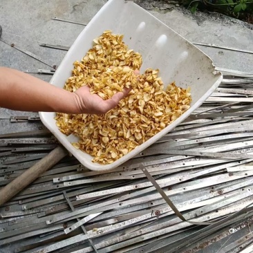 百合干片新鲜出炉！！产地直供，量大价优，欢迎洽谈📞☎️