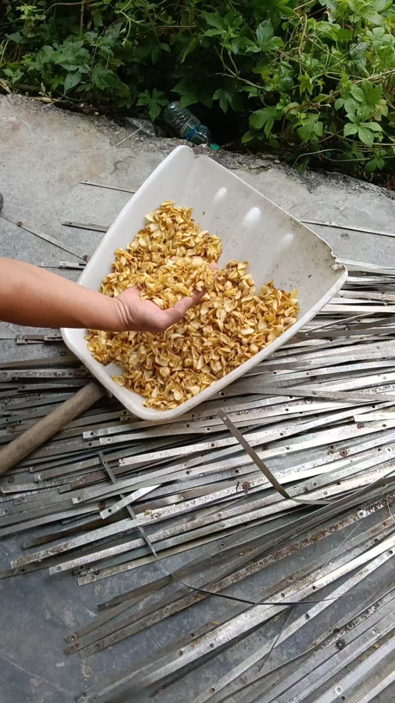 百合干片新鲜出炉！！产地直供，量大价优，欢迎洽谈📞☎️