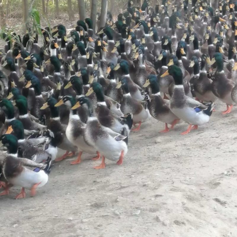 靓青头