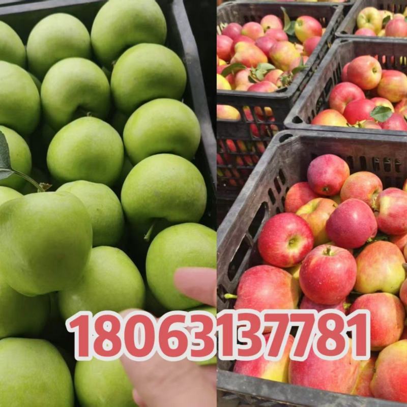 湖南青苹果产地直采(华硕苹果)个头大口感好可《全国发货》