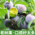 五月脆脱骨李，甜而脆，个个脱骨，果肉嫩而脆甜，现摘现发