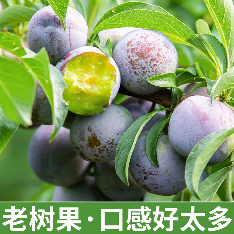 五月脆脱骨李，甜而脆，个个脱骨，果肉嫩而脆甜，现摘现发
