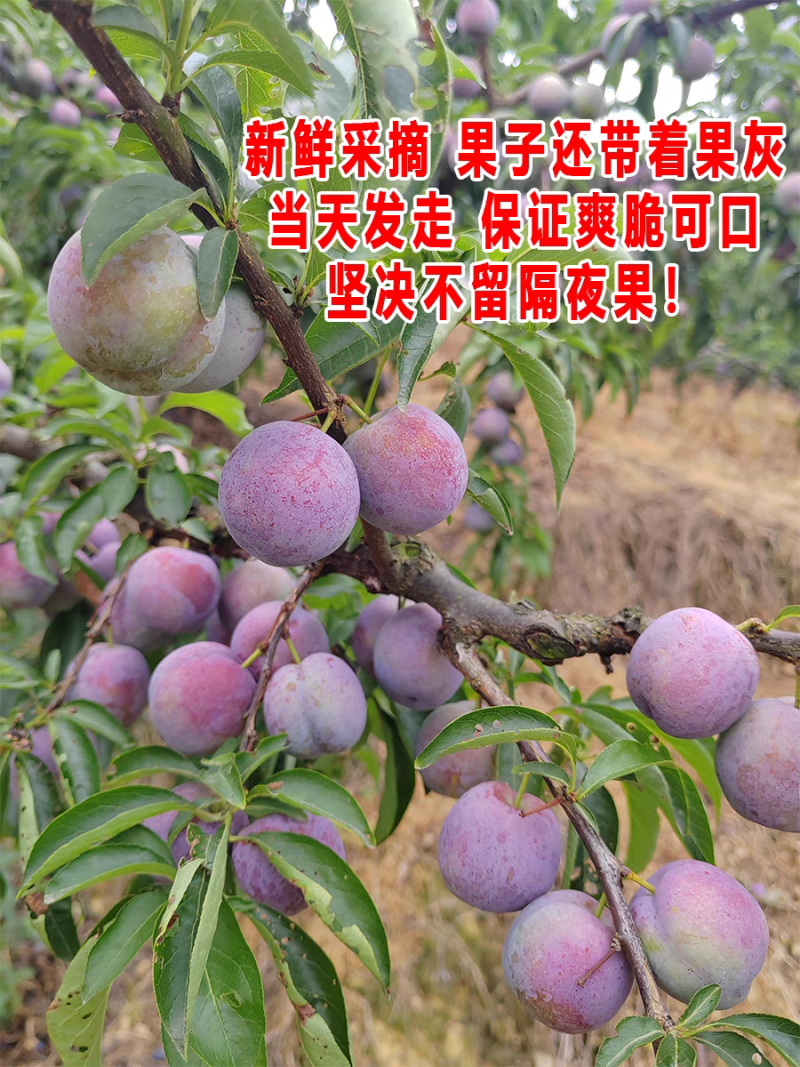 五月脆脱骨李，甜而脆，个个脱骨，果肉嫩而脆甜，现摘现发