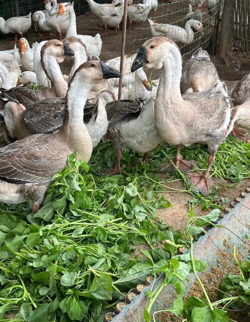 狮头鹅纯种狮头鹅苗纯种大型狮头鹅