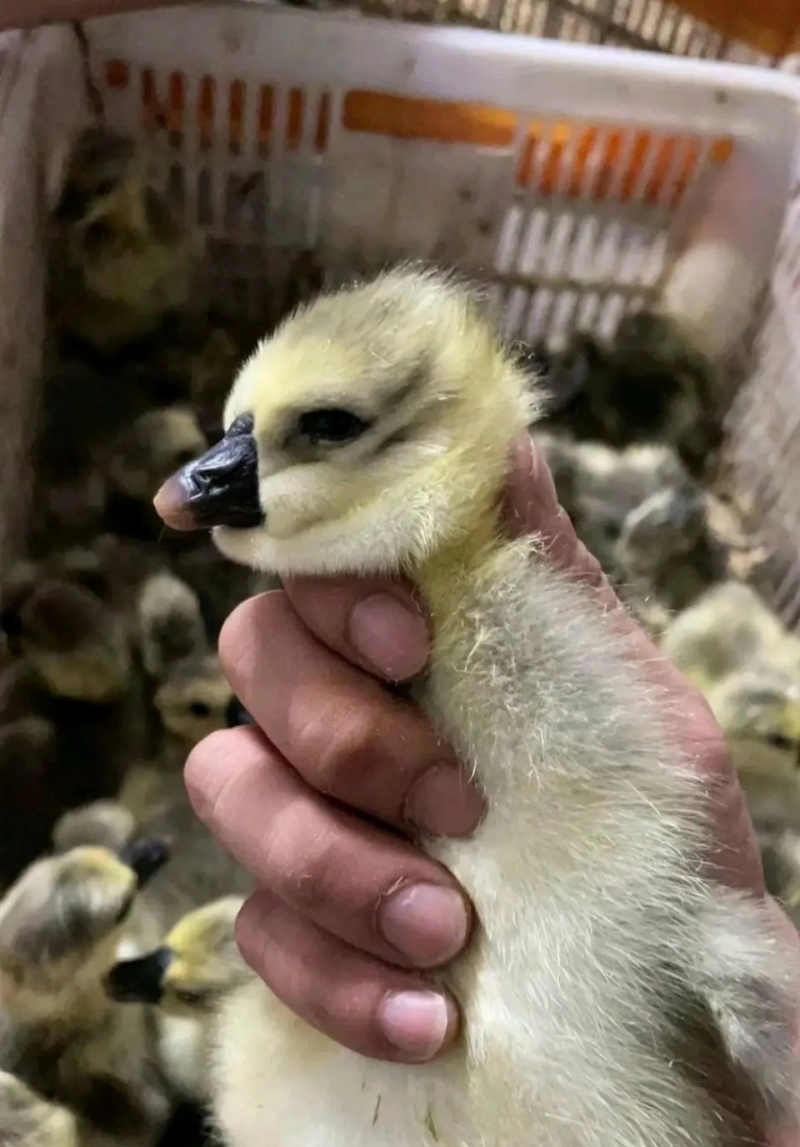 狮头鹅纯种狮头鹅苗纯种大型狮头鹅
