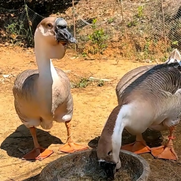 狮头鹅纯种狮头鹅苗纯种大型狮头鹅