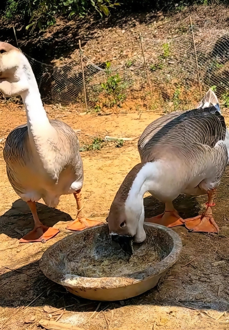 狮头鹅纯种狮头鹅苗纯种大型狮头鹅