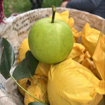 酥脆一号大量
