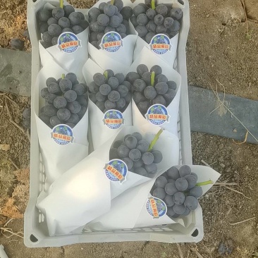 蓝莓夏黑大量上市中口感好果粉好前度高。
