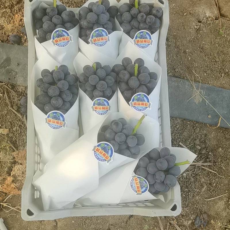 蓝莓夏黑大量上市中口感好果粉好前度高。