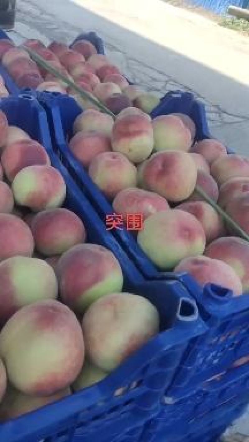 突围，正红三，各种早中晚桃都有