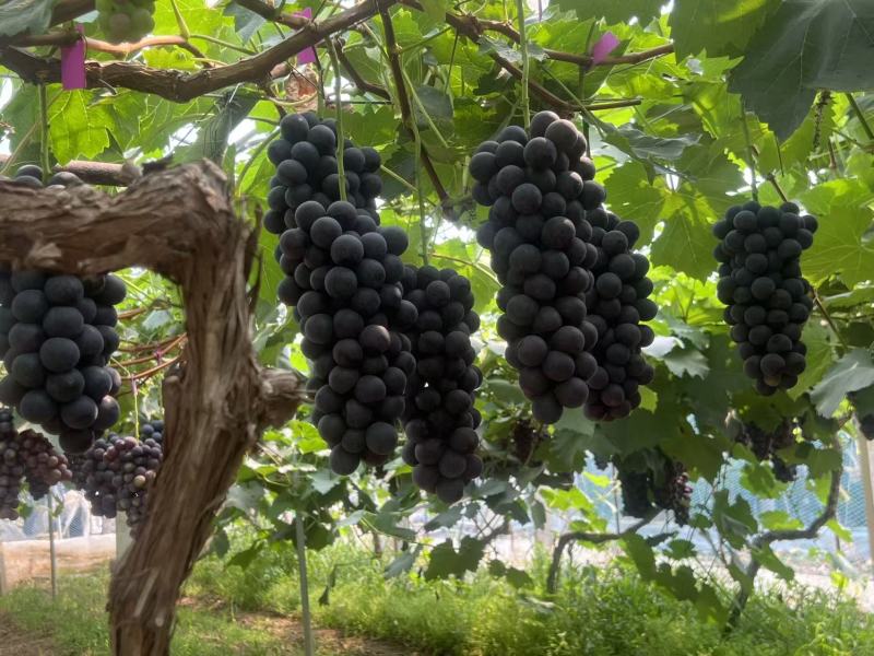 蓝莓夏黑大量上市中口感好果粉好前度高。