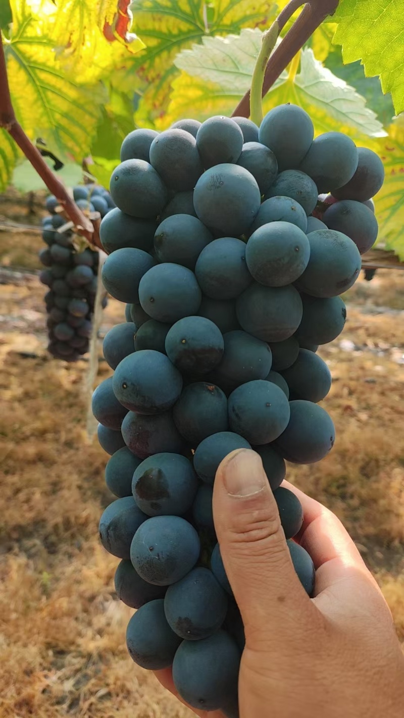 蓝莓夏黑大量上市中口感好果粉好前度高。