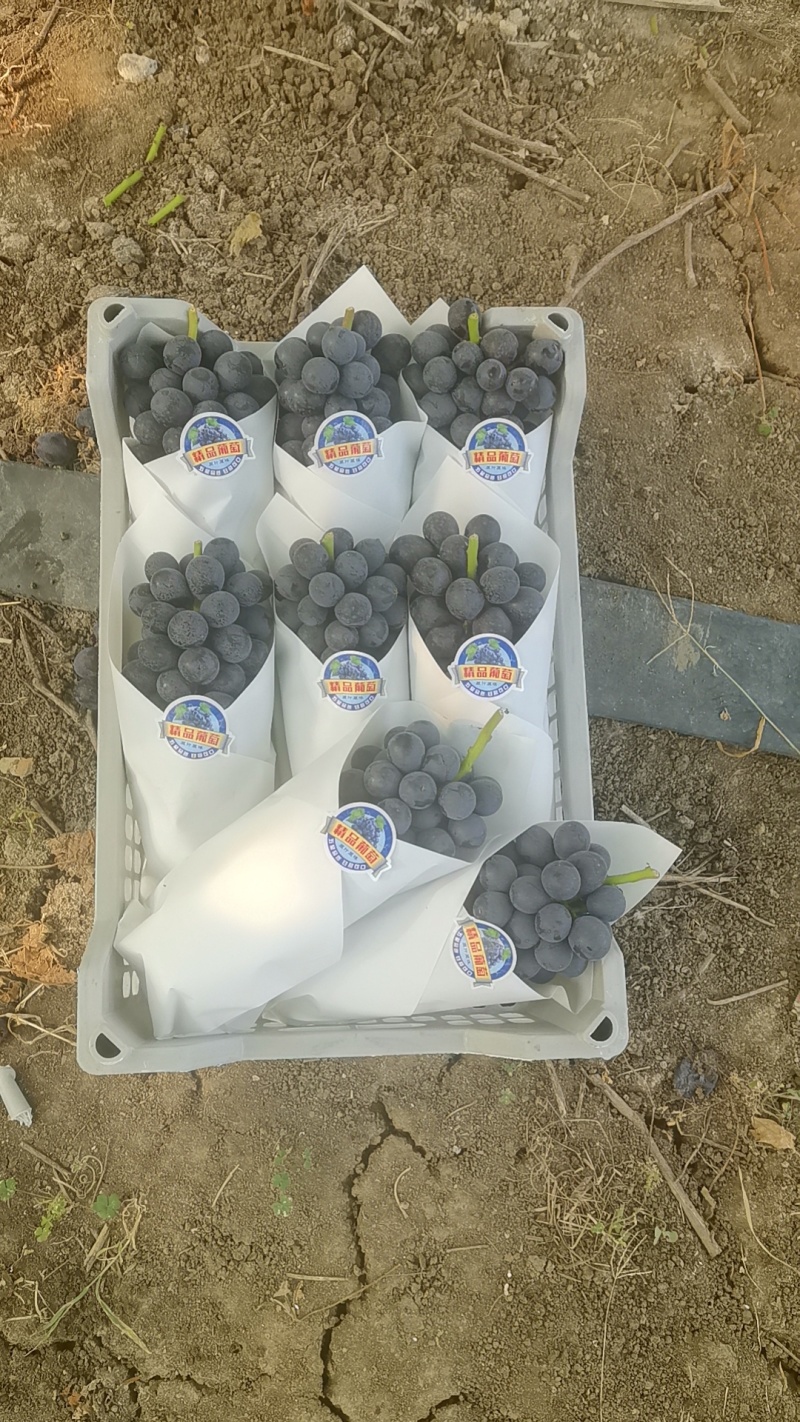 蓝莓夏黑大量上市中口感好果粉好前度高。