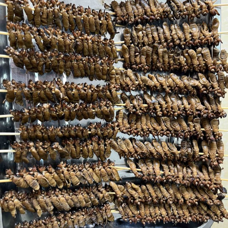 蝼蛄土狗烤串蝼蛄烧烤串食用蝼蛄烧烤店特色食材