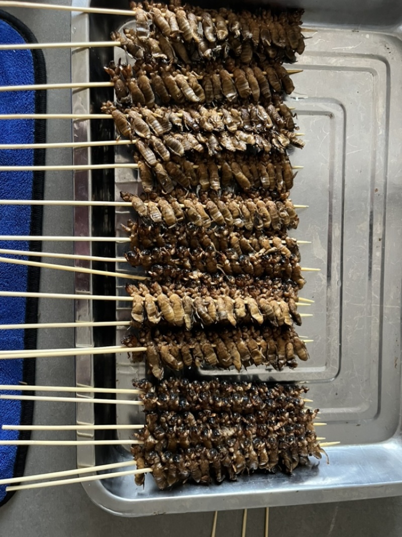 蝼蛄土狗烤串蝼蛄烧烤串食用蝼蛄烧烤店特色食材