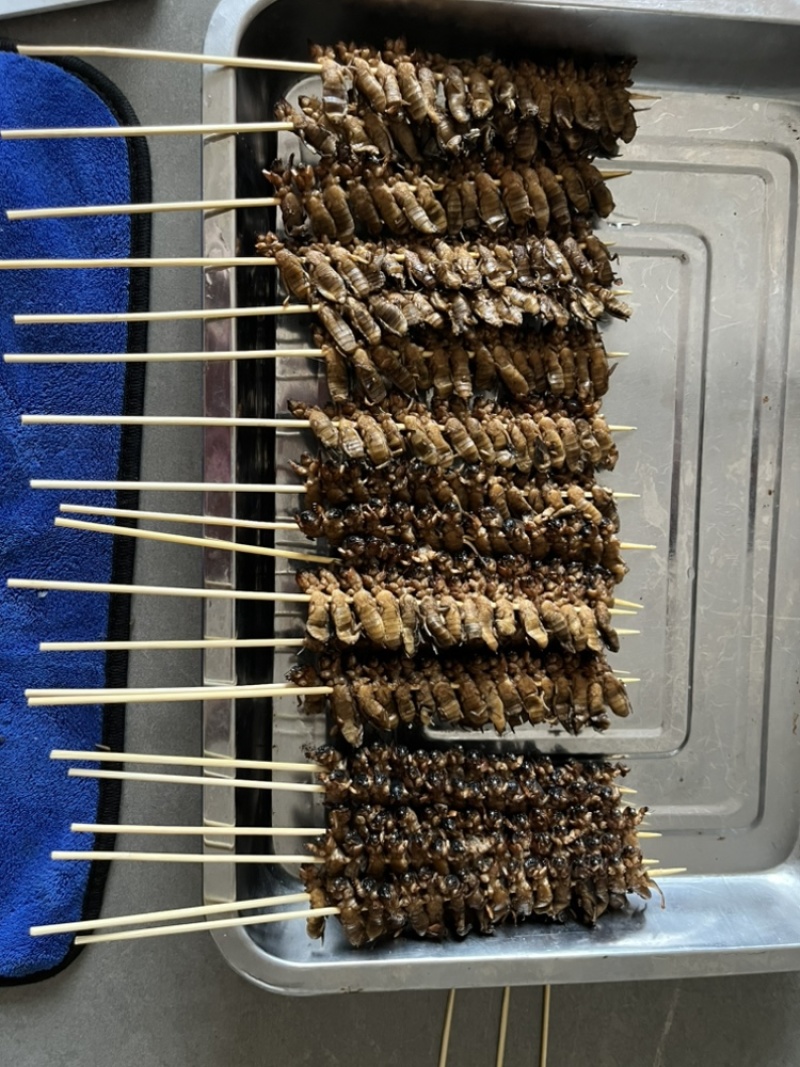 蝼蛄土狗烤串蝼蛄烧烤串食用蝼蛄烧烤店特色食材