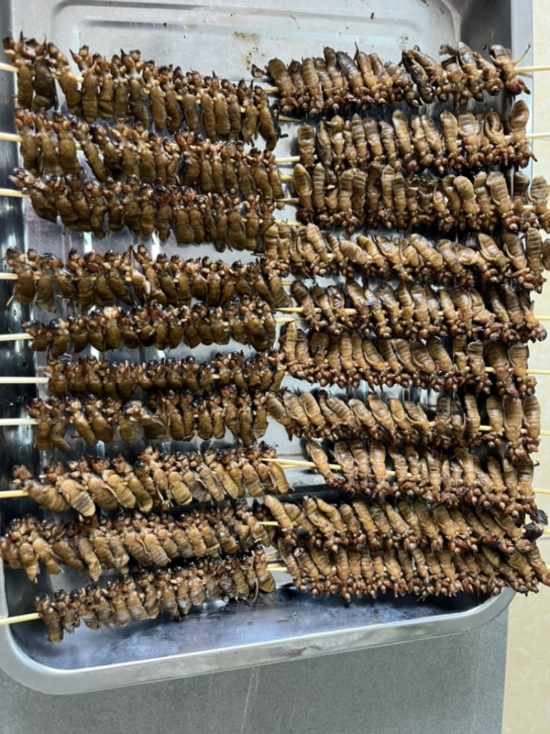 蝼蛄土狗烤串蝼蛄烧烤串食用蝼蛄烧烤店特色食材