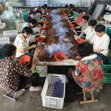 金蝉