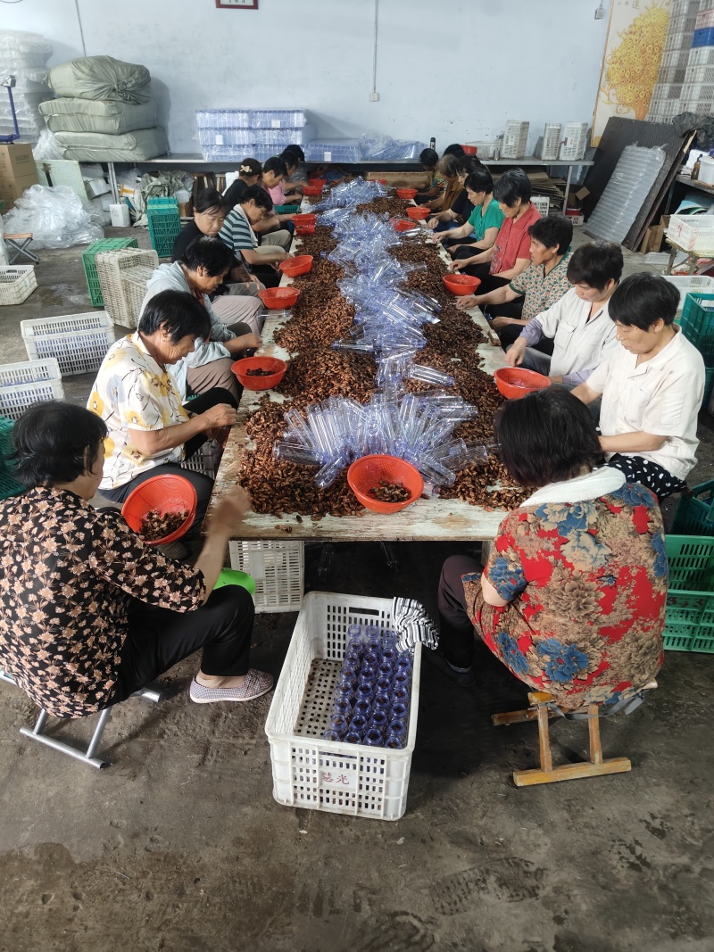 金蝉