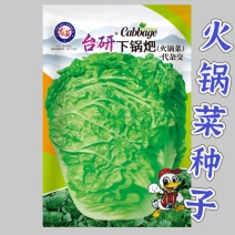 火锅菜种子麻叶四季甜脆皱叶大白菜下锅耙多叶少筋
