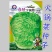 火锅菜种子麻叶四季甜脆皱叶大白菜下锅耙多叶少筋