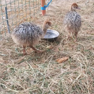 非洲鸵鸟苗一级鸵鸟苗个大体肥好饲养红颈鸵鸟