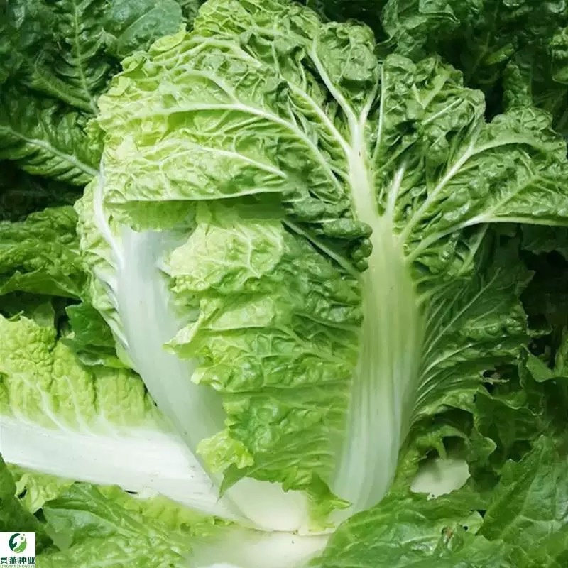 火锅菜种子麻叶四季甜脆皱叶大白菜下锅耙多叶少筋