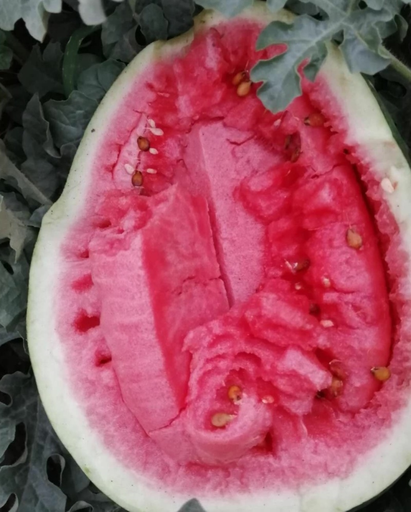 沙地龙卷风大西瓜皮薄汁多，口感沙甜，诚信发货