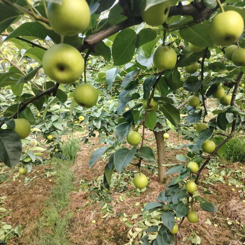 苍溪脆冠梨